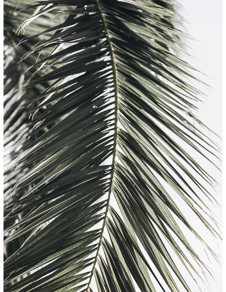 Lámina Hoja Palmera 24