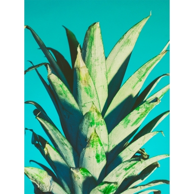 Lámina Hoja Piña