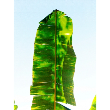 Lámina Hoja Platanero