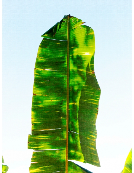 Lámina Hoja Platanero