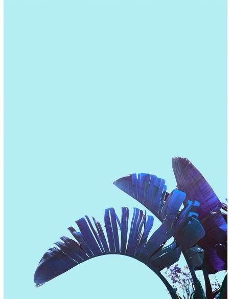 Lámina Hoja Platanero