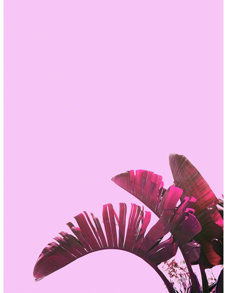 Lámina Hoja Platanero