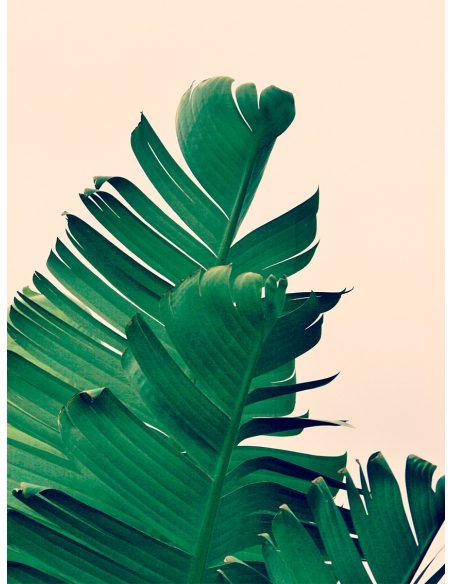 Lámina Hoja Platanero