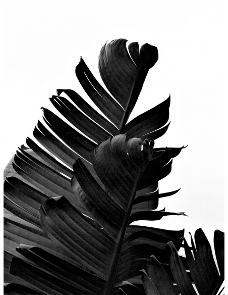 Lámina Hoja Platanero