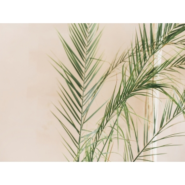 Lámina Hoja Palmera