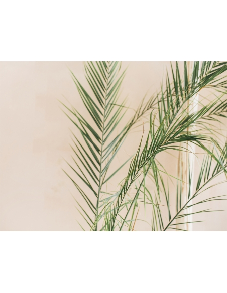 Lámina Hoja Palmera