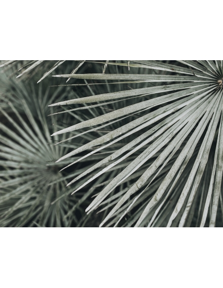 Lámina Hoja Palmera