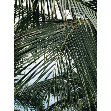 Lámina Hoja Palmera