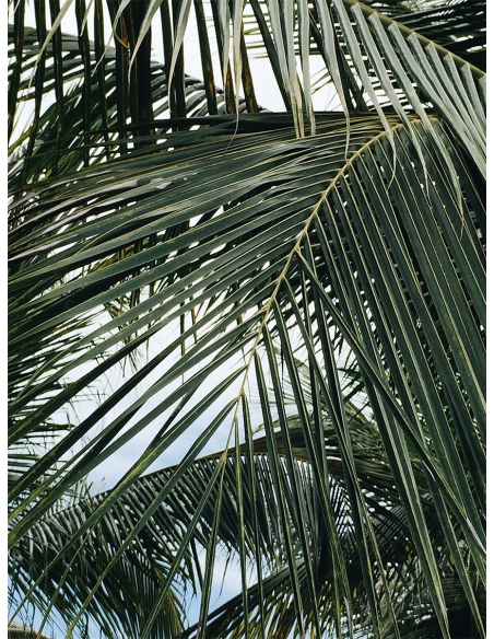 Lámina Hoja Palmera