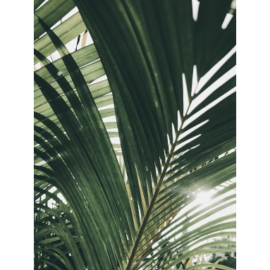 Lámina Hoja Palmera