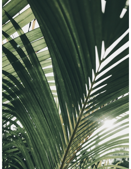 Lámina Hoja Palmera