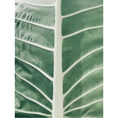 Lámina Hoja Palmera