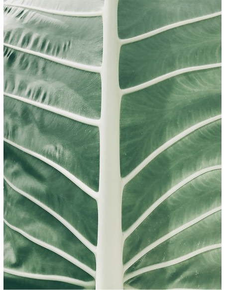 Lámina Hoja Palmera