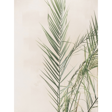 Lámina Hoja Palmera