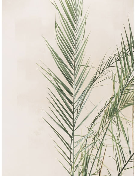 Lámina Hoja Palmera
