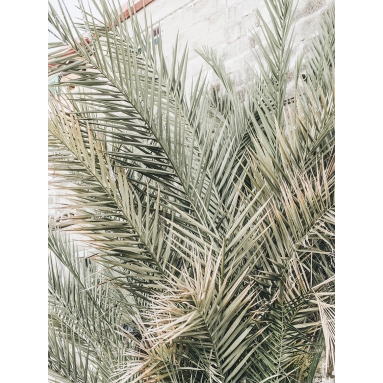 Lámina Hoja Palmera