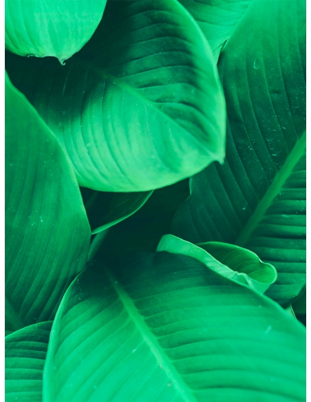 Lámina Hojas Verdes