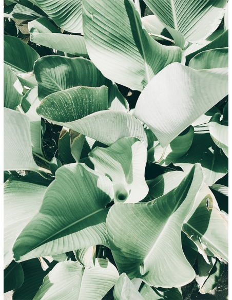 Lámina Hojas Verdes