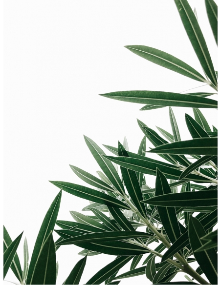 Lámina Hojas Verdes