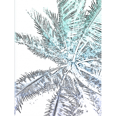 Lámina Ilustración Palmera