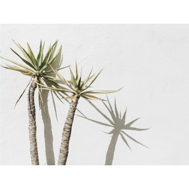 Lámina Palmera con sombra
