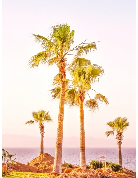 Lámina Palmera Costa