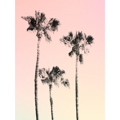 Lámina Palmera Degradado