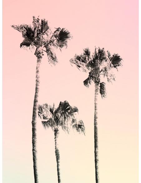 Lámina Palmera Degradado