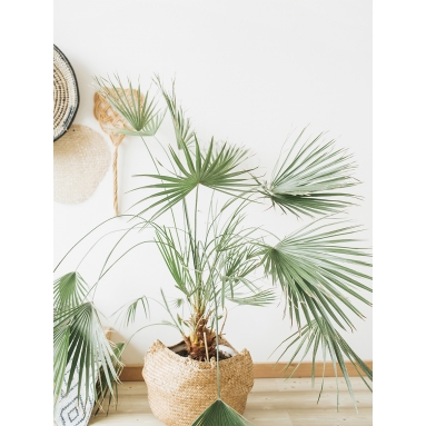 Lámina Palmera Maceta