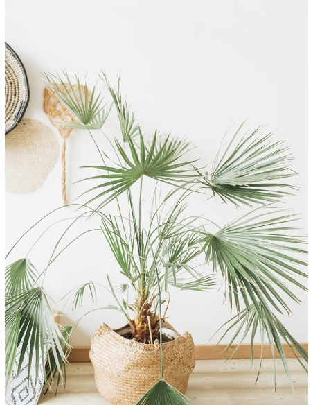 Lámina Palmera Maceta