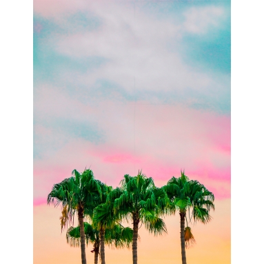 Lámina Palmera 2