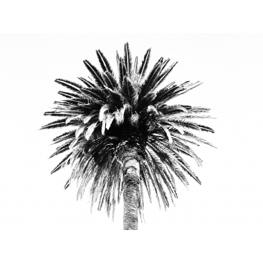 Lámina Palmera 4