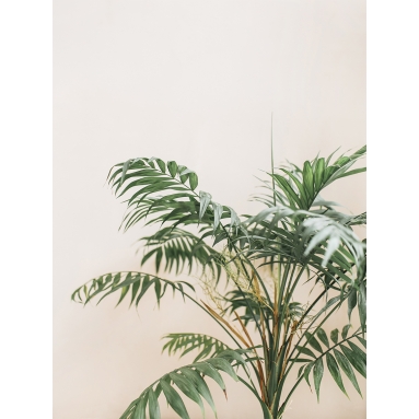 Lámina Palmera 6