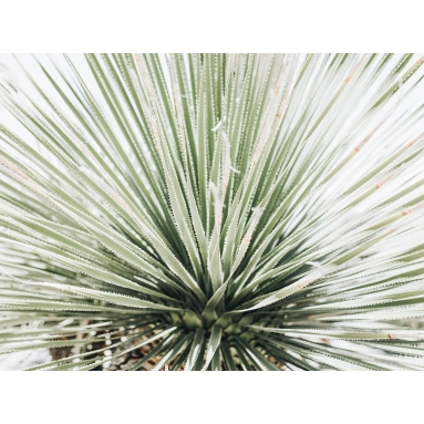 Lámina Palmera 8