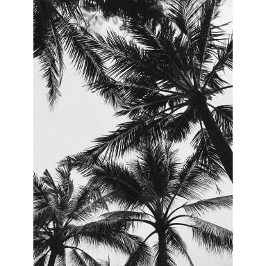 Lámina Palmera 9