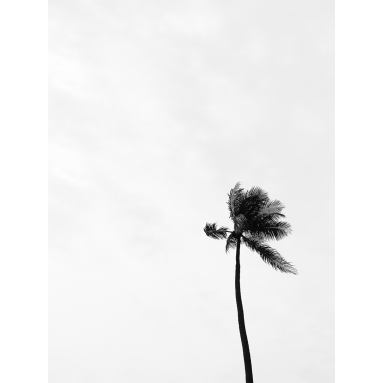 Lámina Palmera 10