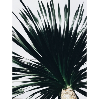 Lámina Palmera 11