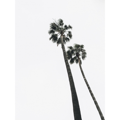 Lámina Palmera 12