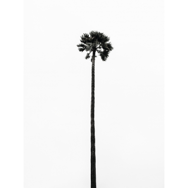 Lámina Palmera 13