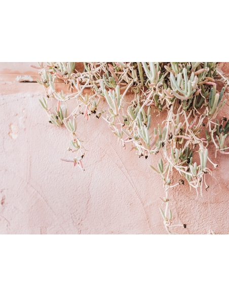 Lámina Planta Colgante