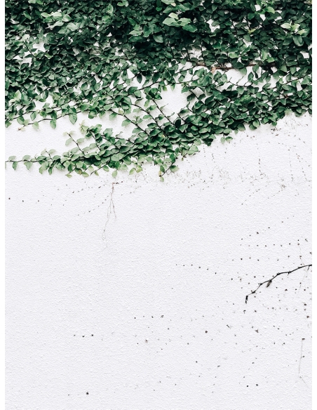 Lámina Planta Trepadora