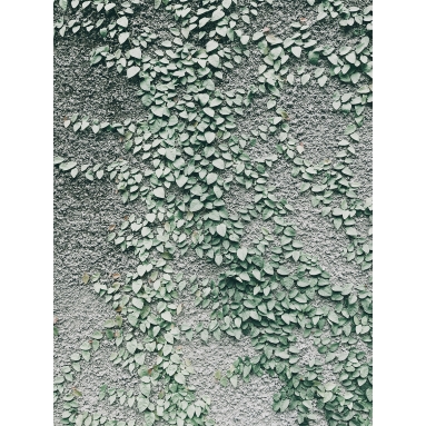 Lámina Planta Trepadora 2