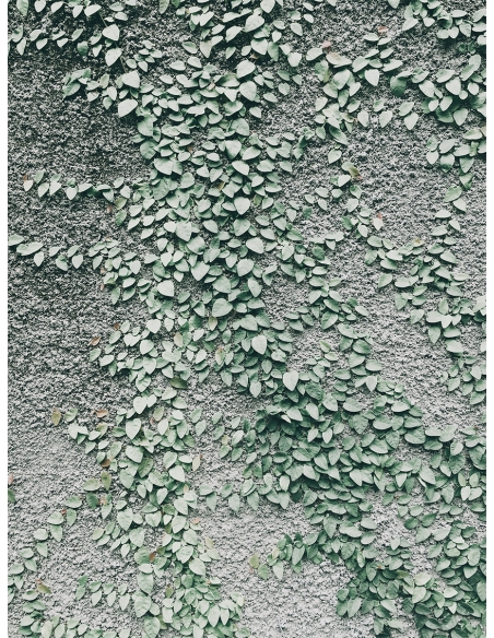 Lámina Planta Trepadora 2