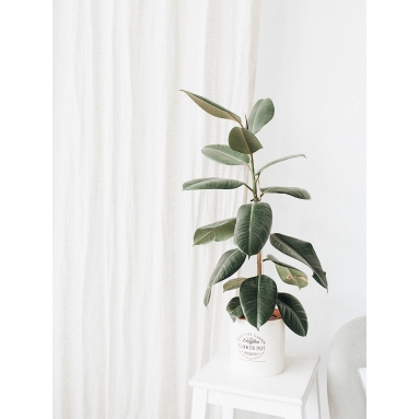 Lámina Planta Verde