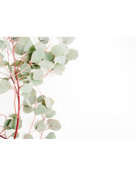 Lámina Rama Roja y Verde