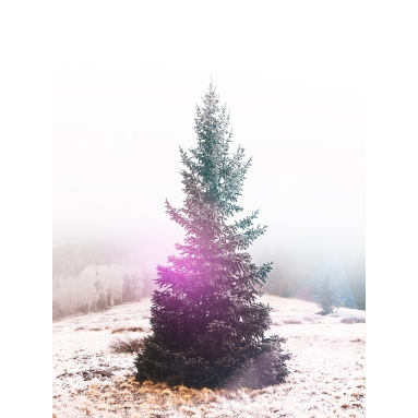Lámina Árbol nevado