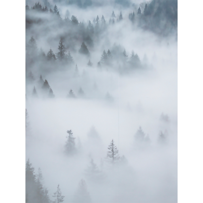 Lámina Bosque con niebla