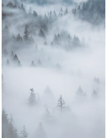 Lámina Bosque con niebla