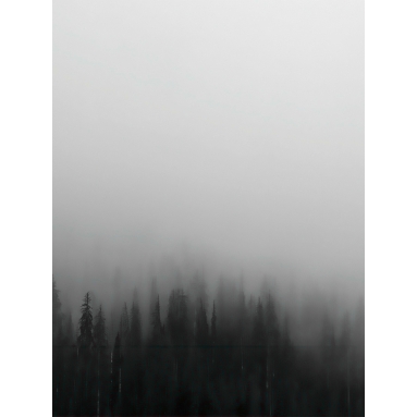 Lámina Bosque con niebla 2