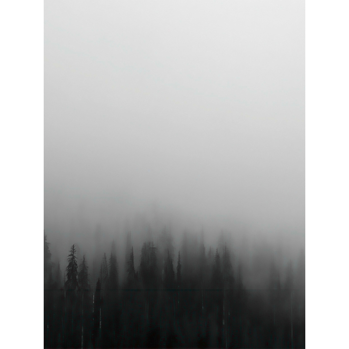 Lámina Bosque con niebla 2